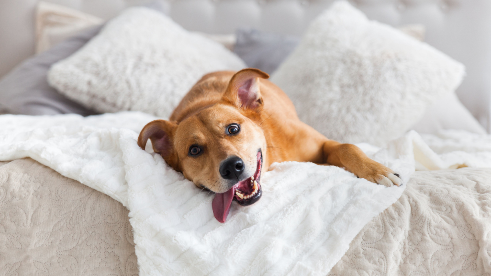 Best Dog Breeds for Apartment Life